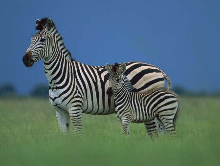 Zebra And Baby