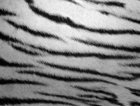 Black And White Zebra Print Textile