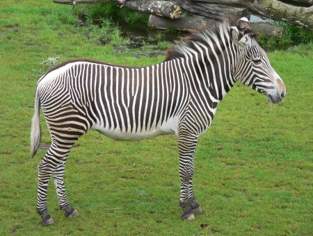 Young Zebra Animal