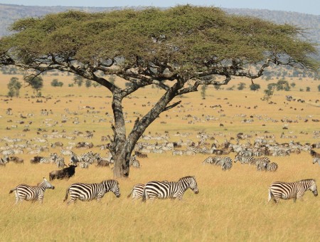 Wildebeest And Zebra