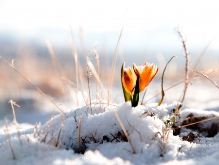Yellow Flowers On Snow Covered Ground