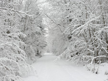 Snow Pathway