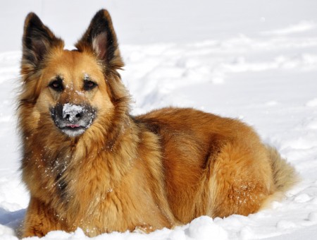 Tan Long-coated Medium-sized Dog