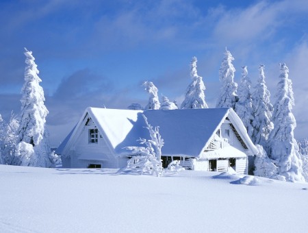 White Snow Covered House Near Frozen Trees