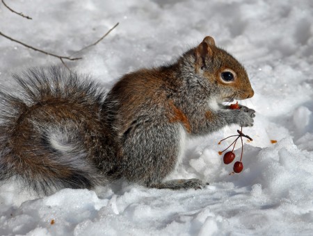 Brown And Gray Squirrel