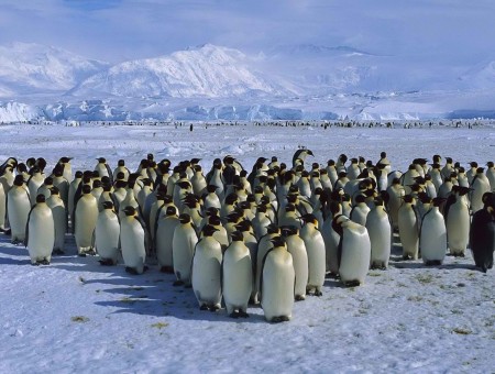 Cluster Of Penguins