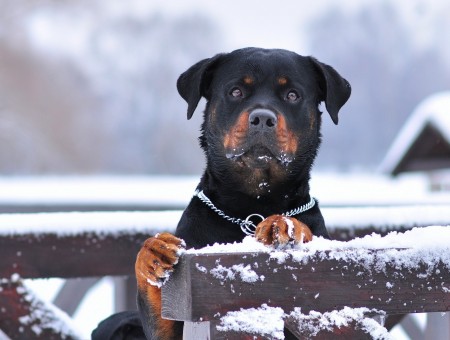 Black And Tan Rottweiler