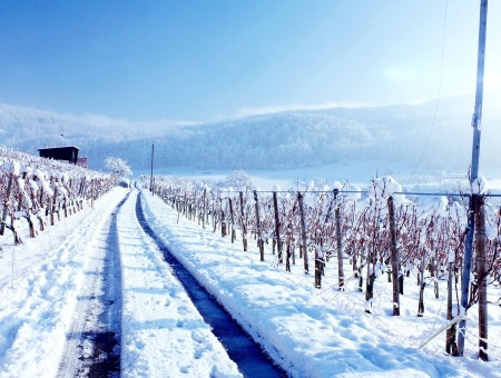 Snow Covered Vineyards