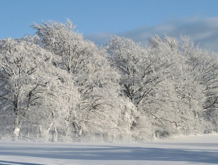 White Snow Covered Trees