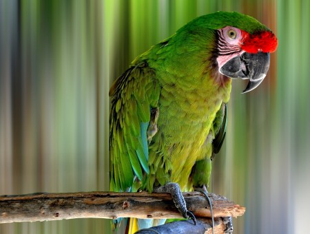 Green And Red Parrot