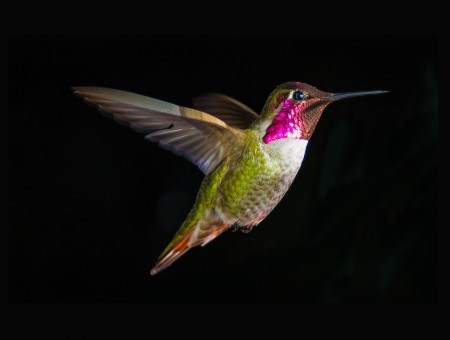 Green Silver And Pink Hummingbird