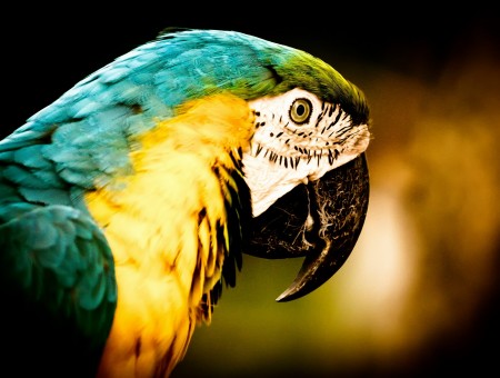 Brazilian Parrot