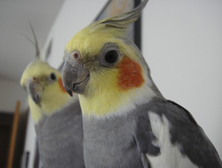 Yellow Orange White And Grey Bird