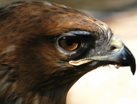 Brown And Black Eagle