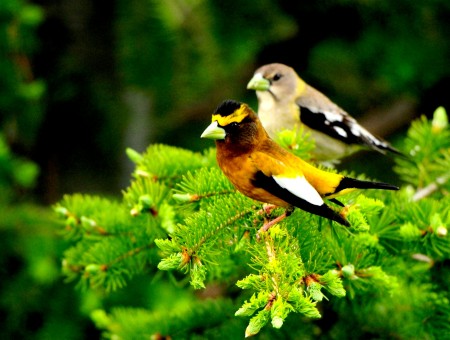 Yellow Black And White Bird
