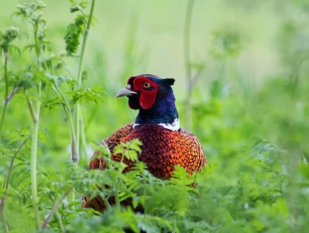 Red Black White And Brown Bird