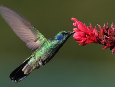 Green And Blue Hummingbird