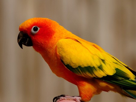 Yellow Green And Orange Parrot