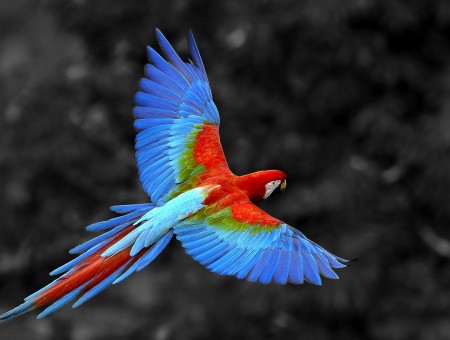Blue And Red Parrot