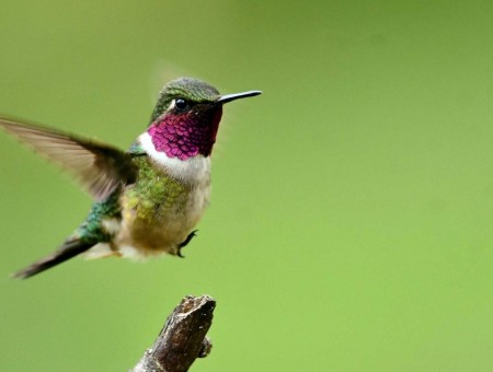 Green Purple White And Yellow Hummingbird