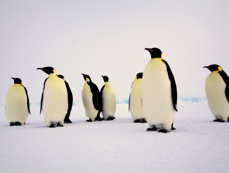 White And Black Emperor Penguin