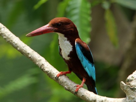 Brown White And Teal Long Beaked Bird