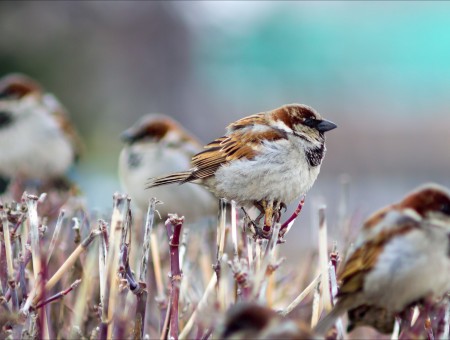 White And Brown Sparrow