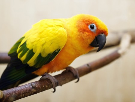 Yellow And Green Feather Parrot