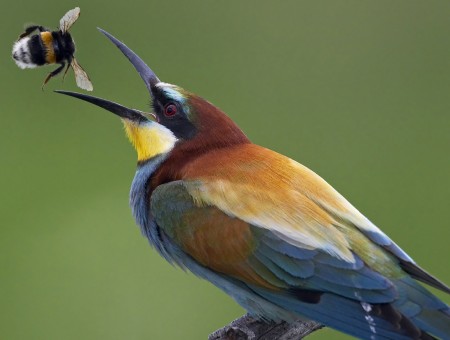 Bee-eater Bird
