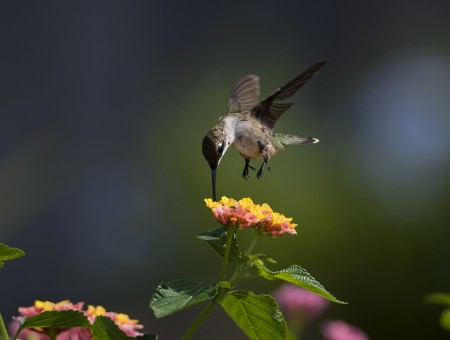Grey Hummingbird
