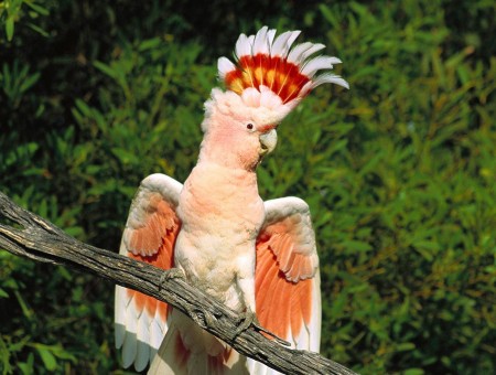 White Red And Orange Cockatoo