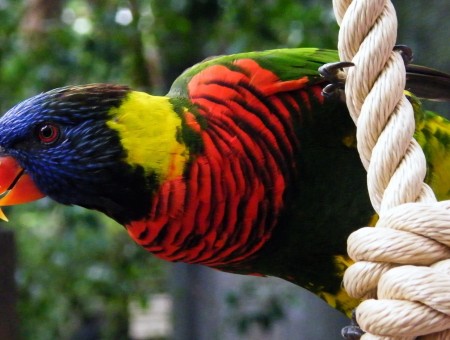 Red Blue And Yellow Green Macaw Bird