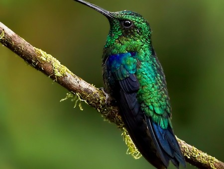 Blue And Green Hummingbird