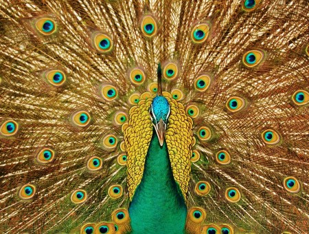 Green Gold And Teal Peacock