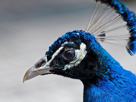 Blue And Black Peacock