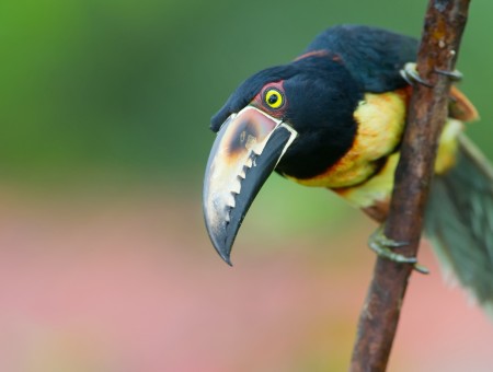 Yellow And Black Toucan