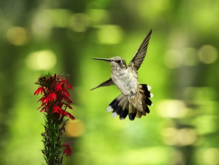 Brown And Grey Hummingbird
