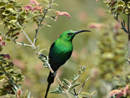 Green Black Pattern Hummingbird