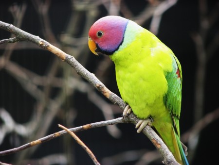 Green And Purple Parakeet