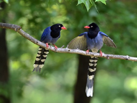 Blue Black Brown And White Long Tailed Bird
