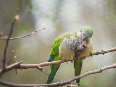 Green And White Parrot