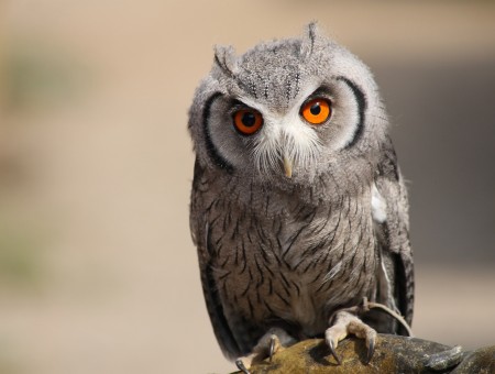 Gray And White Owl