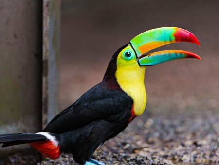 Black And Yellow Toucan