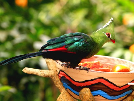 Green Red And Black Bird