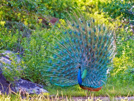 Green And Blue Peacock
