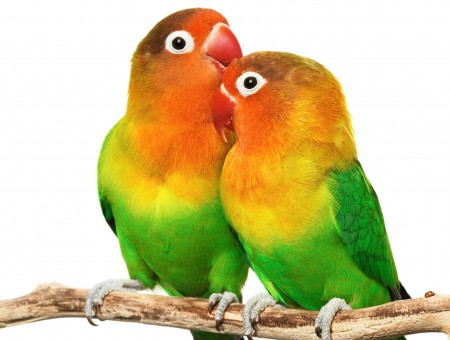 Orange Yellow And Green Love Birds
