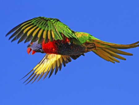 Green Yellow And Red Parrot