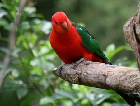 Red And Green Bird