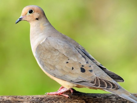 Grey And Brown Pigeon