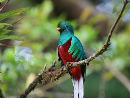Green And Red Bird